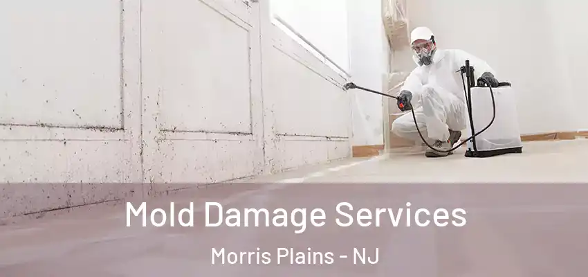  Mold Damage Services Morris Plains - NJ