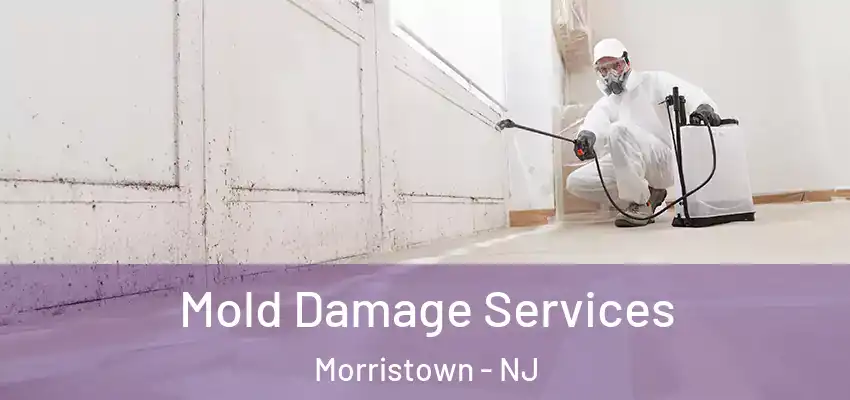  Mold Damage Services Morristown - NJ