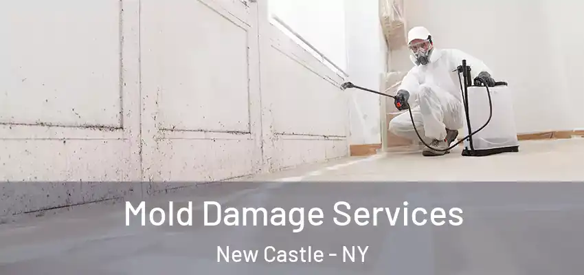 Mold Damage Services New Castle - NY
