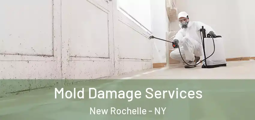  Mold Damage Services New Rochelle - NY