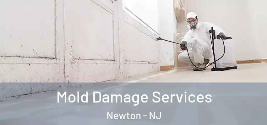 Mold Damage Services Newton - NJ
