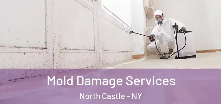  Mold Damage Services North Castle - NY