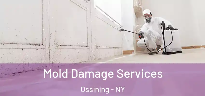 Mold Damage Services Ossining - NY