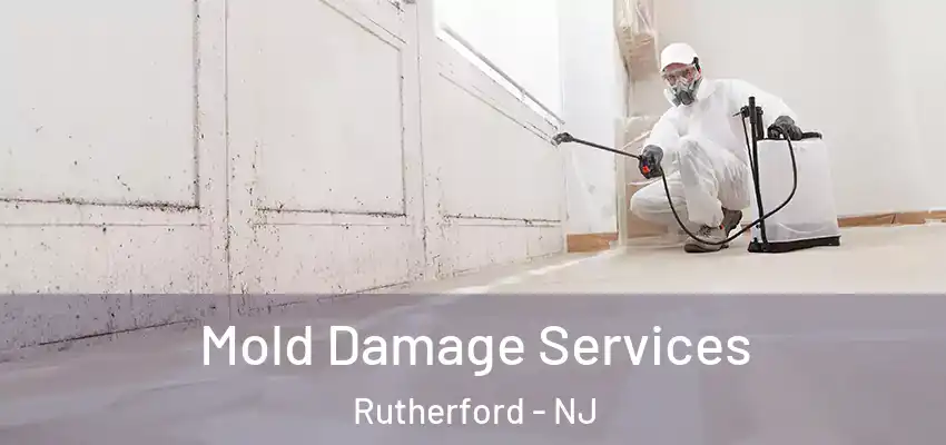 Mold Damage Services Rutherford - NJ