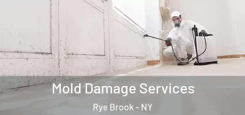 Mold Damage Services Rye Brook - NY
