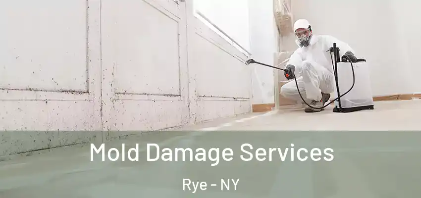 Mold Damage Services Rye - NY