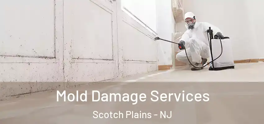 Mold Damage Services Scotch Plains - NJ