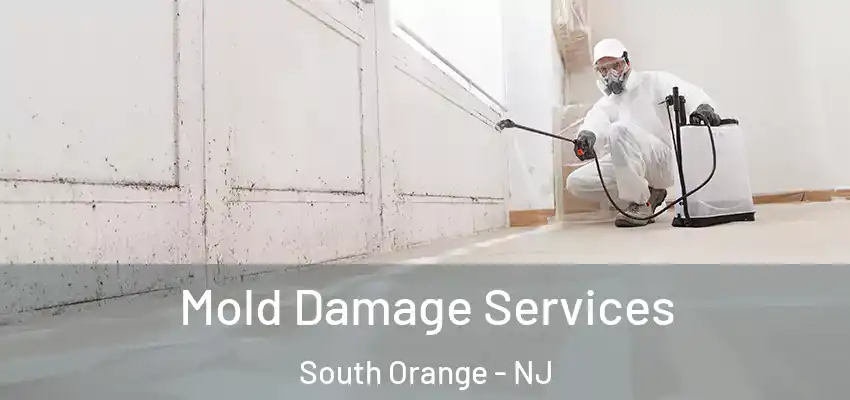  Mold Damage Services South Orange - NJ