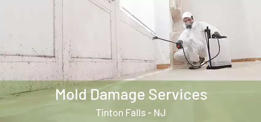  Mold Damage Services Tinton Falls - NJ