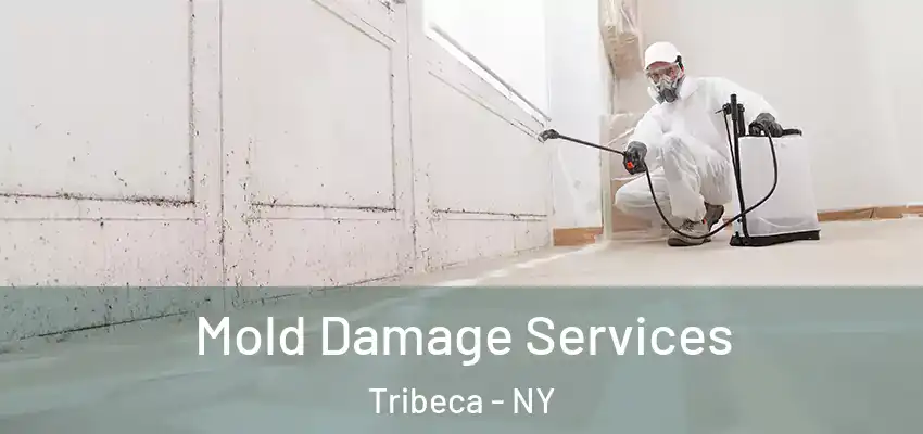 Mold Damage Services Tribeca - NY