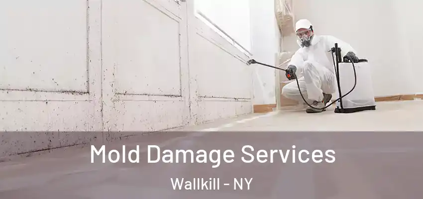 Mold Damage Services Wallkill - NY