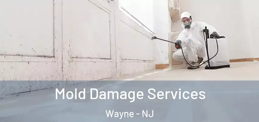 Mold Damage Services Wayne - NJ