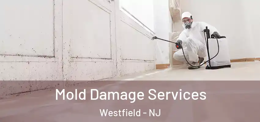 Mold Damage Services Westfield - NJ