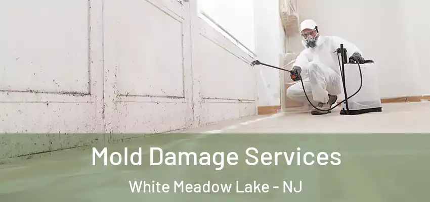 Mold Damage Services White Meadow Lake - NJ