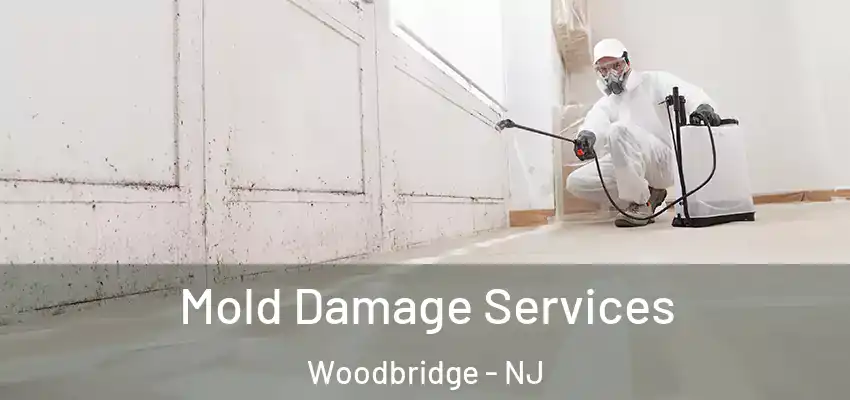  Mold Damage Services Woodbridge - NJ