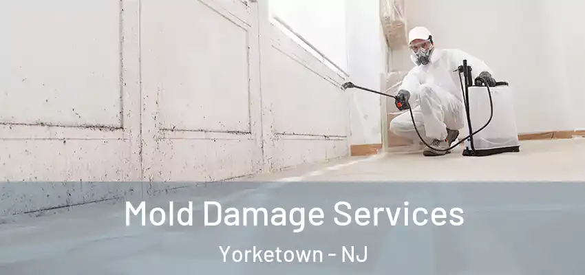  Mold Damage Services Yorketown - NJ