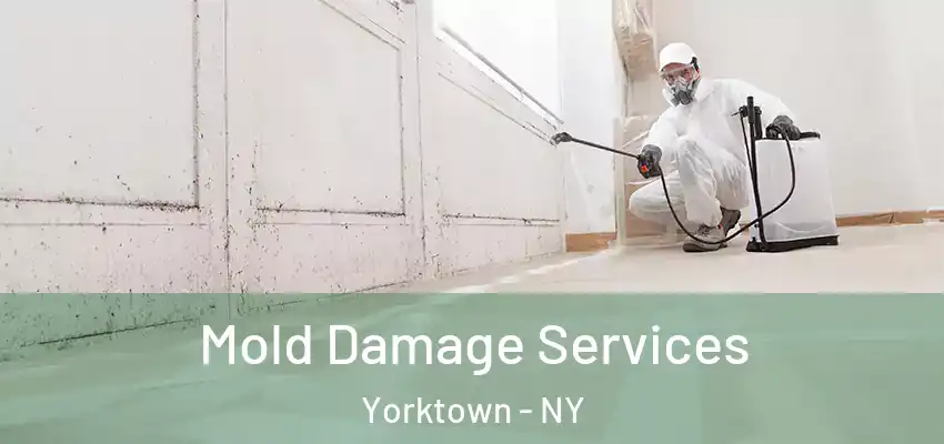  Mold Damage Services Yorktown - NY