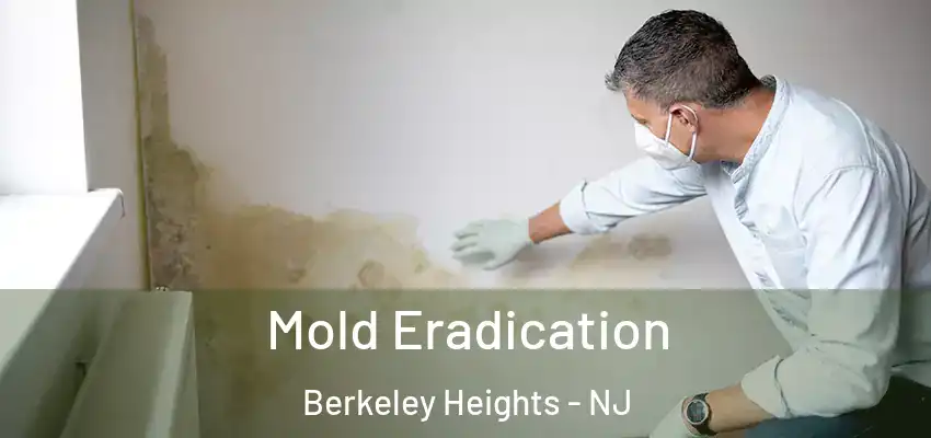  Mold Eradication Berkeley Heights - NJ