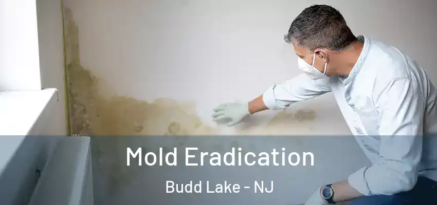 Mold Eradication Budd Lake - NJ