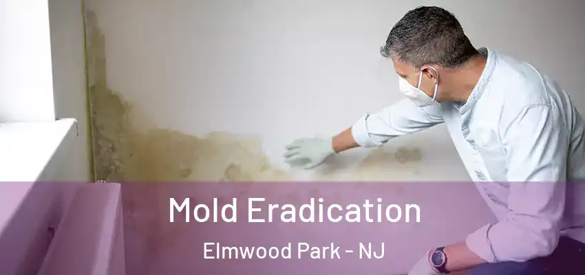 Mold Eradication Elmwood Park - NJ