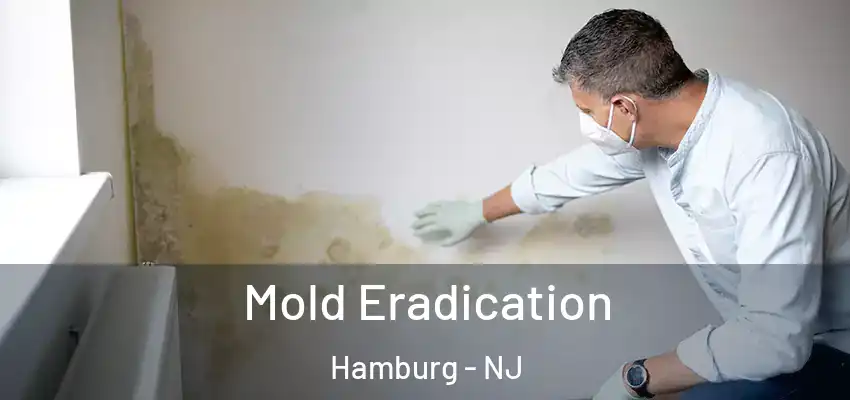 Mold Eradication Hamburg - NJ