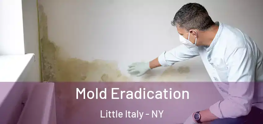  Mold Eradication Little Italy - NY