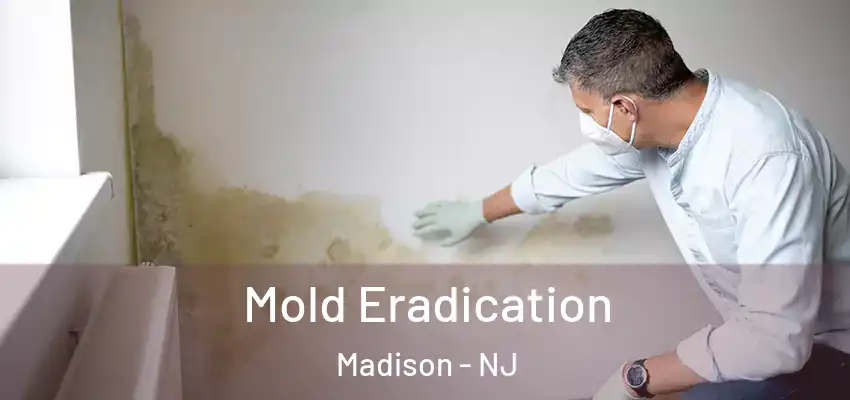 Mold Eradication Madison - NJ