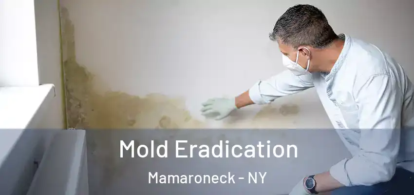 Mold Eradication Mamaroneck - NY