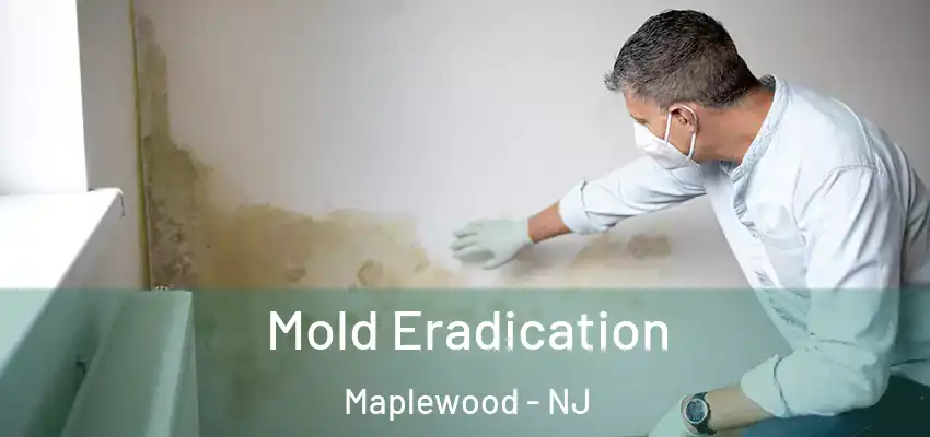 Mold Eradication Maplewood - NJ