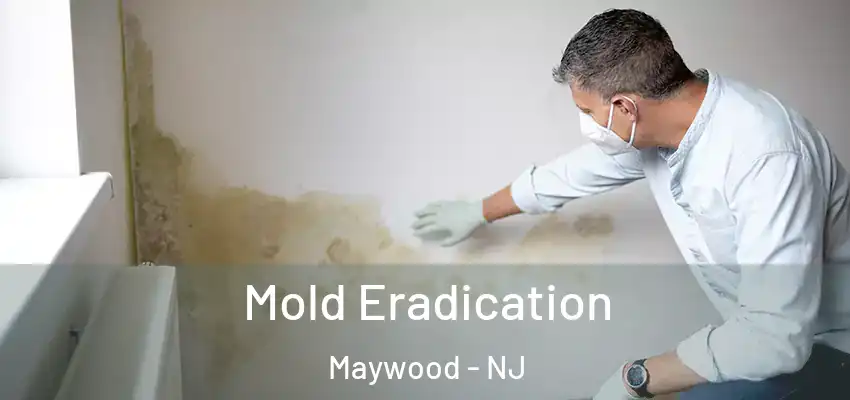 Mold Eradication Maywood - NJ