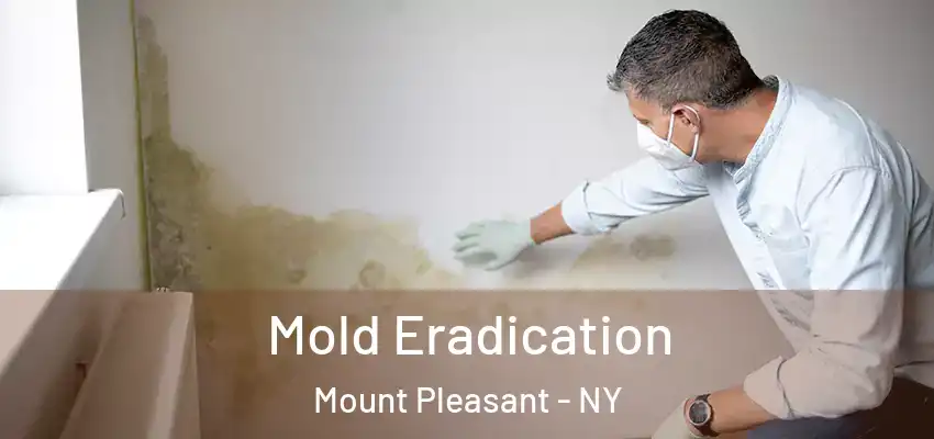 Mold Eradication Mount Pleasant - NY