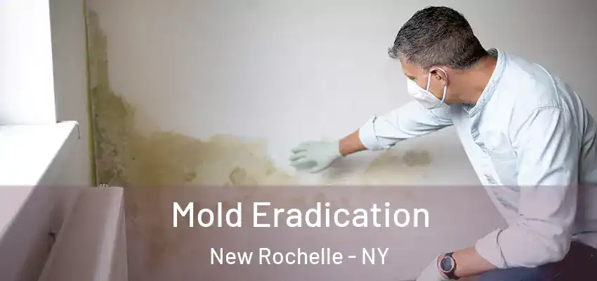 Mold Eradication New Rochelle - NY