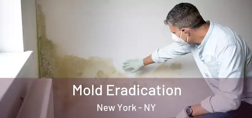  Mold Eradication New York - NY