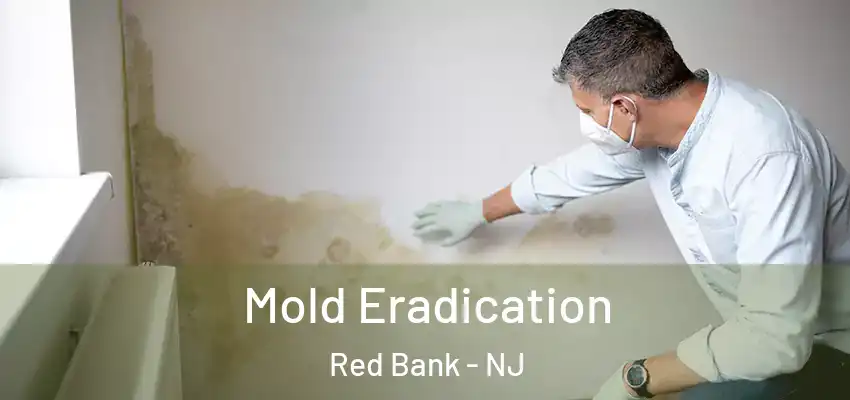  Mold Eradication Red Bank - NJ