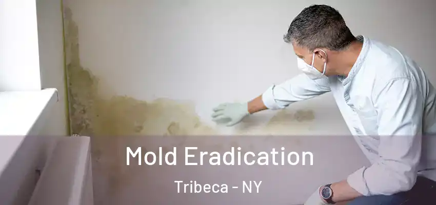 Mold Eradication Tribeca - NY
