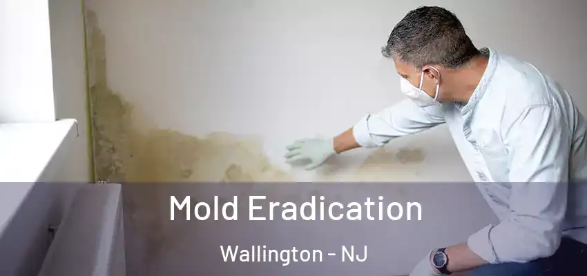 Mold Eradication Wallington - NJ