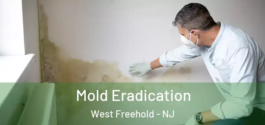 Mold Eradication West Freehold - NJ