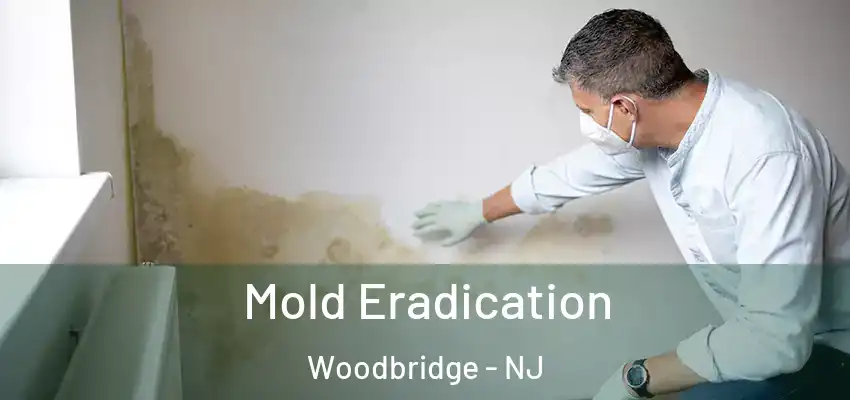  Mold Eradication Woodbridge - NJ