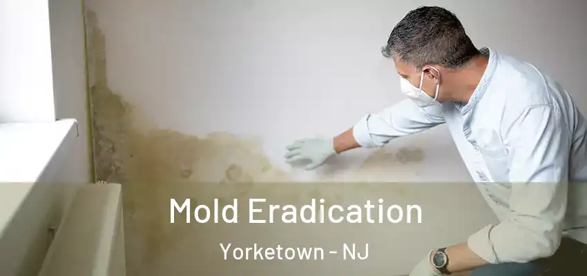 Mold Eradication Yorketown - NJ