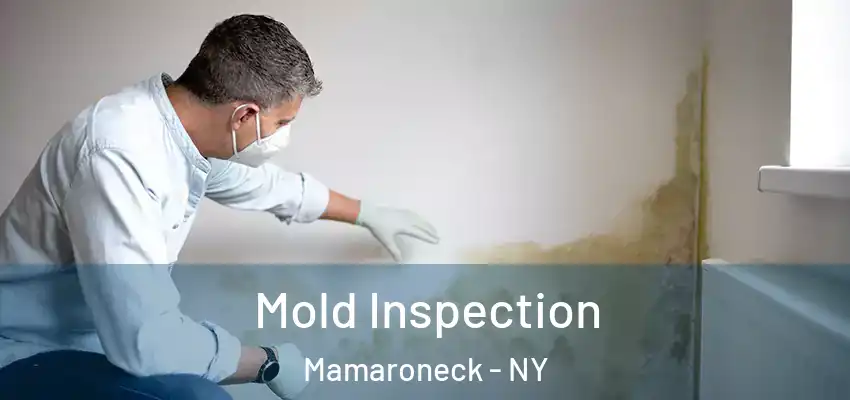  Mold Inspection Mamaroneck - NY