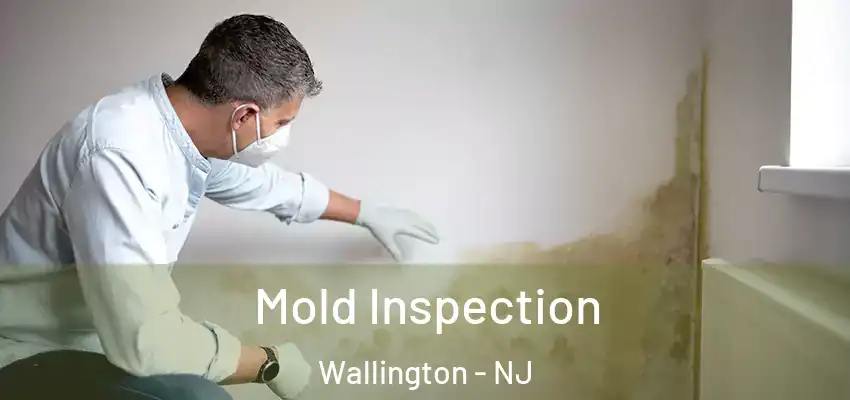 Mold Inspection Wallington - NJ