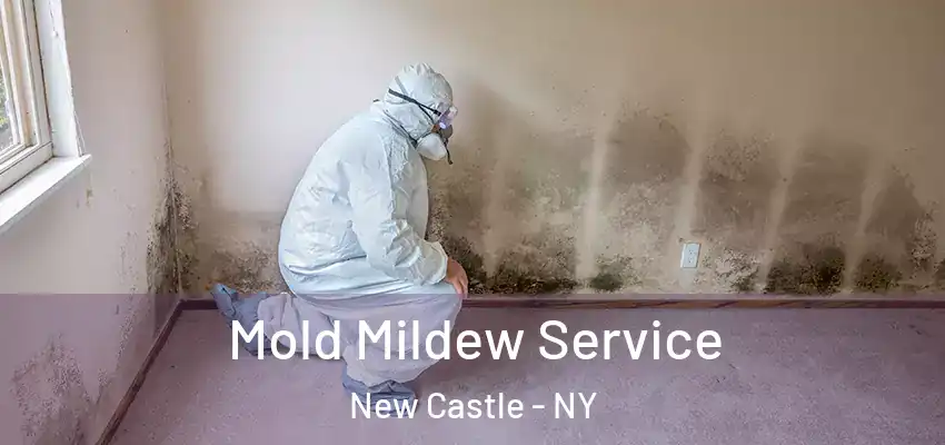 Mold Mildew Service New Castle - NY