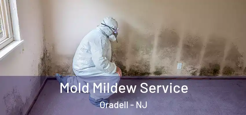  Mold Mildew Service Oradell - NJ