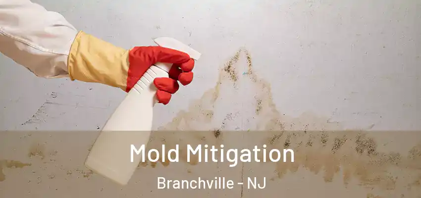 Mold Mitigation Branchville - NJ