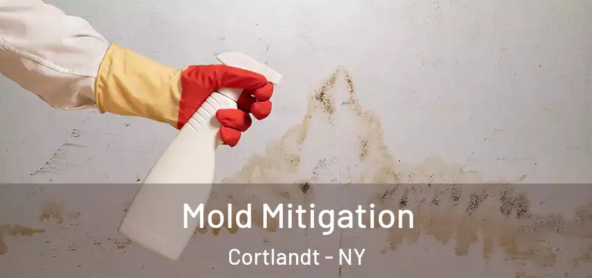  Mold Mitigation Cortlandt - NY