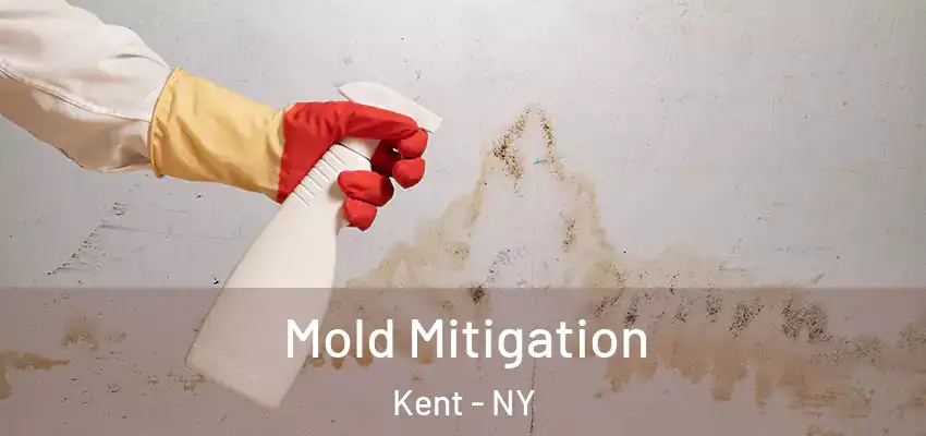 Mold Mitigation Kent - NY