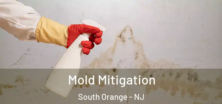  Mold Mitigation South Orange - NJ