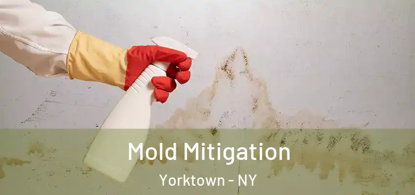 Mold Mitigation Yorktown - NY