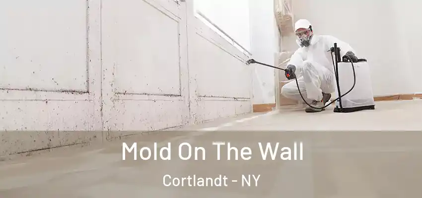 Mold On The Wall Cortlandt - NY