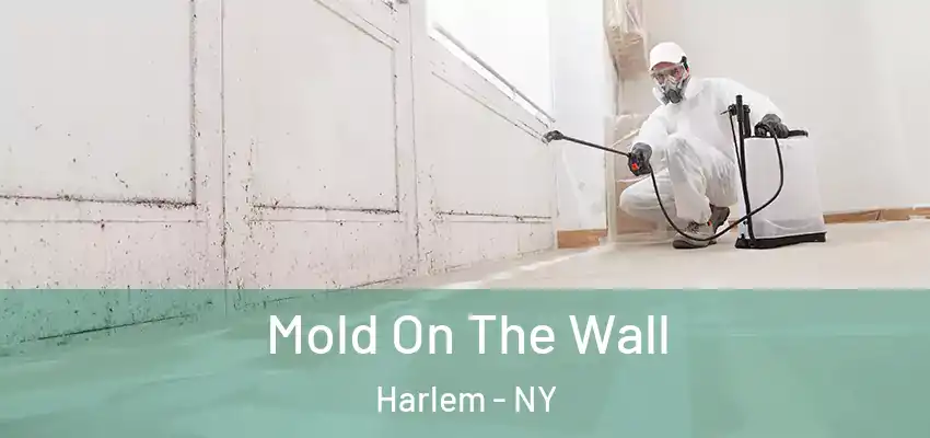  Mold On The Wall Harlem - NY
